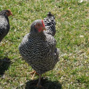 Petra, our current favorite chicken. Barred Rocks are awesome!
