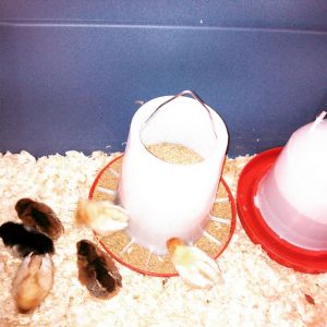 Our first chicks! They are all set up and warm! We got a variety . 3 Rhode Island Reds, 3 Golden Comets, and then 2 that are our  mystery chicks! They may be Easter Eggers! They are all precious!