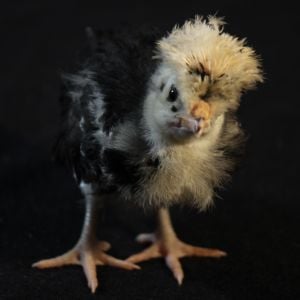 White Crested Black Polish chick, photo by my wife.