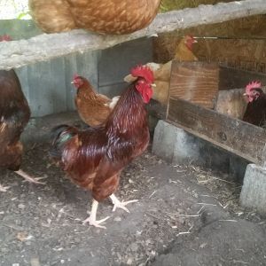production and Rhode island red pen