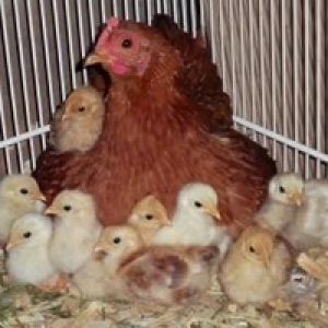 Best incubator 
Little Red Hen - hatched 12, brooded and raised 23 in 1 batch.