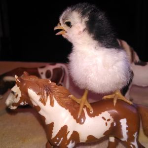 Rodeo Chick.