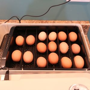 Put the eggs in the Janoel 24 incubator and trying my first go at hatching chicks.
