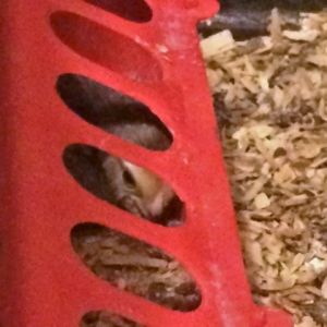 Bantam chick hiding in feeder
