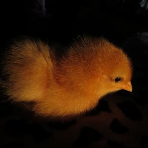 This is a Red Cross chick named Woodstock