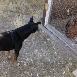 My dog, Reggie and Goldie, our American Game hen. He is staring her down, but she is not backing down anymore. LOL!