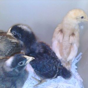 Our 4 chicks, Queenie, Checkers, Chip and Grace. :)