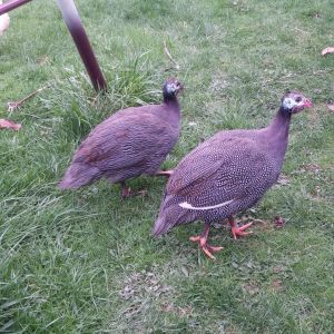 2 French Guinea Fowl that were raised with ducklings, and believe they are a couple of the ducks. I've seen them try to swim!
