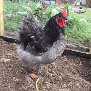 Blue Orpington rooster