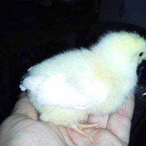 white leghorn at about 5 days