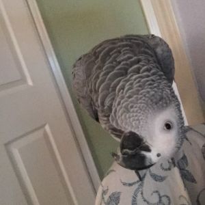 This is Qwynn my African Grey Parrot.