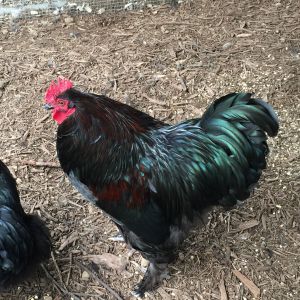 Maverick - My 2nd Gen Project Flock - Father is a Red Cochin and his mother is a Lavender Orpington - He currently is with Lavenders