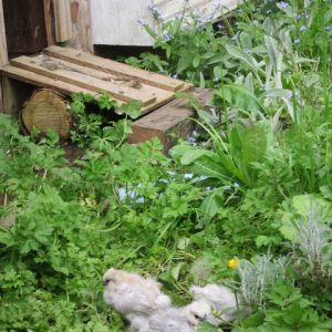 Pop door serves as a ramp to the oustside pen for the silkie chicks.