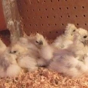 White silkie chicks in the cabinet brooder.