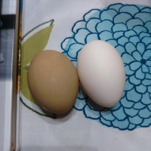 Eggs from 4/25/15