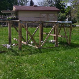 Finished the chicken tractor. The chicks seem to be enjoying it already! The things you can do with a shipping crate.....☺