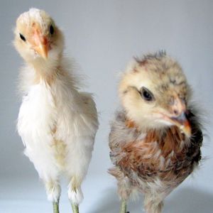 Easter Eggers... Sparrow and Pearl. 3 weeks, 5 days old.