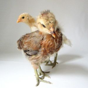 Easter Eggers... Sparrow and Pearl. 3 weeks, 5 days old.