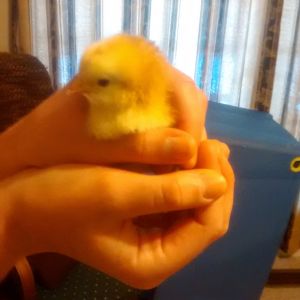 1st Chicks, 1 day old White Leghorn, 2
