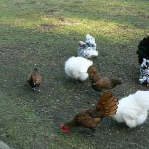 The gang - 1 silkie
