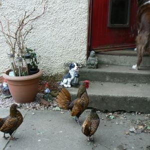They want to follow Nelson into the house. (noticed chickens and dogs are colour coded!!!