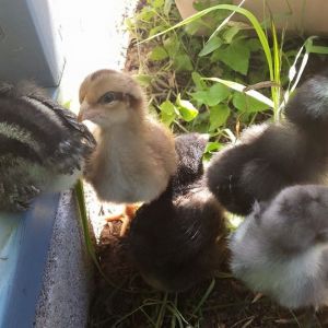 All my chicks together! I've had them for about a week and half now.