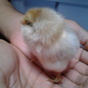 Ameraucana (EE?) Chick (1 of 4) named Cheekers
Grew to be a rooster