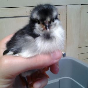 Australorp chick named Pengu
Grew to be a hen. Lost to illness