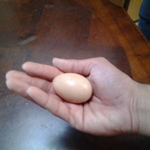 First ever egg laid on January 1st, 2015 by my Buff Orpington named Fluffy