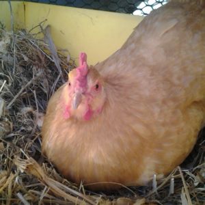 Buff Orpington hen named Fluffy sitting in the nest box