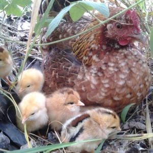 Jungle Fowl hen named Lady (hatched from an egg that was found) who hatched her first batch of chicks in February 2015
Some chicks were hybrids due to crossing with my Buff Orpington rooster