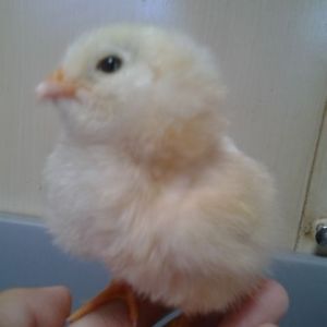 Second hatch (April 28, 2015).
Buff Orpington x Ameraucana (EE?) hybrid chick named Boss.
Sire is Buff Orpington, Dam is Ameraucana (EE?).
Looks Buff overall, but has fluffy cheeks like Ameraucana. Biggest chick of the bunch