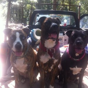 Our spoiled rotten dogs! 
Jolene, Tucker and Annie!
