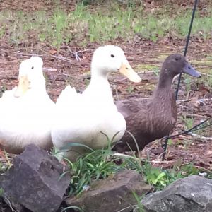 3 of the 6 ducks we have!
