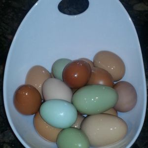 *
all my beautiful eggs laid from my sweet girls