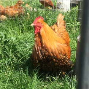 2yr old Golden laced orpington