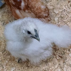 This is Larry, my Silkie bantam chick.  She is 5 weeks old now