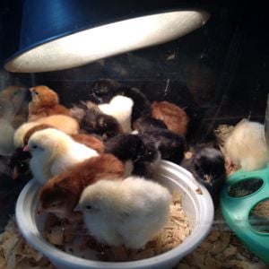 5 australorp
5 Rhode Island Red 
4 white rock
2 gold laced Wyandotte
1 New Hampshire cockerel 
Meal maker....DOA