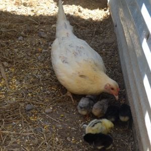 White Kelso Hen with  Sid Taylor & blue grey chicks