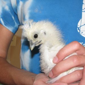 One of our Silkies.