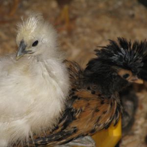Silkie & WuShock (a Golden-Laced Polish)