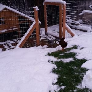 Morning of May10th. Had to shovel a path to the girls coop.