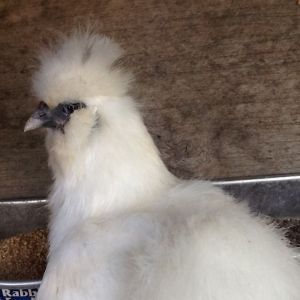 Dolly the Japanese Silkie
