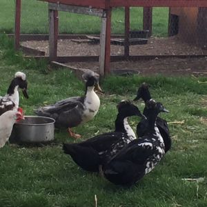 Crested Swedish ducks