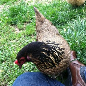 She rubs her beak on my thigh a few times, looks like she wants to hop up on my lap, then moves along