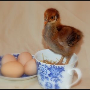2 week old Blue Laced Red Wyandotte - "Clover"