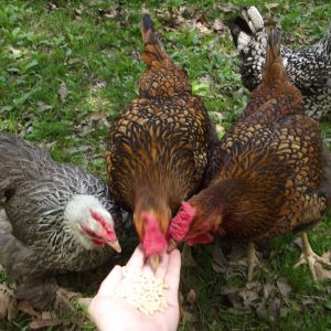 These are my girls (3 wynedottes and 1 odd small bantam).