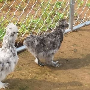 Babies my Cochin stole from other two silkie hens