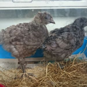 These are our Blue Ranger chick.  We only recently got them and think they are around 7 wks Old, we're not exactly sure and I was curious if anyone agreed or had a better idea idea?