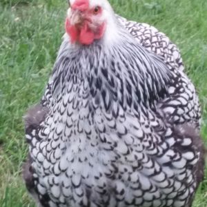Wilma, She is a nice fat hen.  Camera adds 10lbs. LOL!

 They  only get treats like bread veggies and scratch  - tiny bits every few days...just a goooood forager!